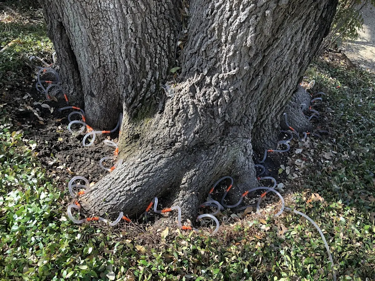 Detailed Tree Cabling and Bracing job site in Willowbrook