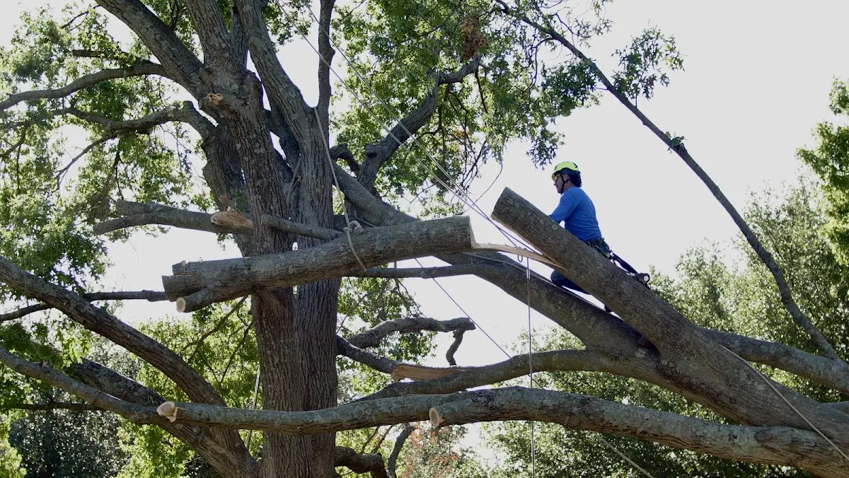 Professional Hazardous Tree Removal performed by certified arborists in Willowbrook