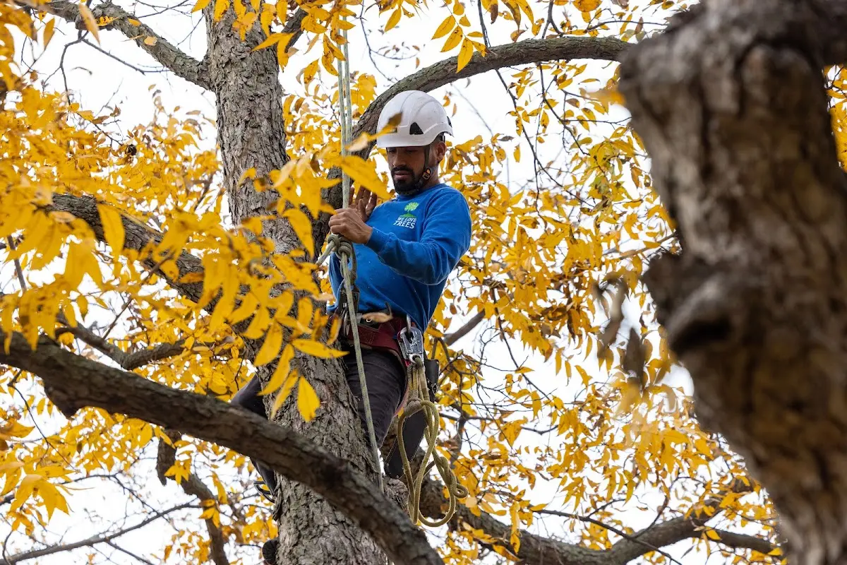 Skilled Storm Damage Cleanup crew working in Willowbrook